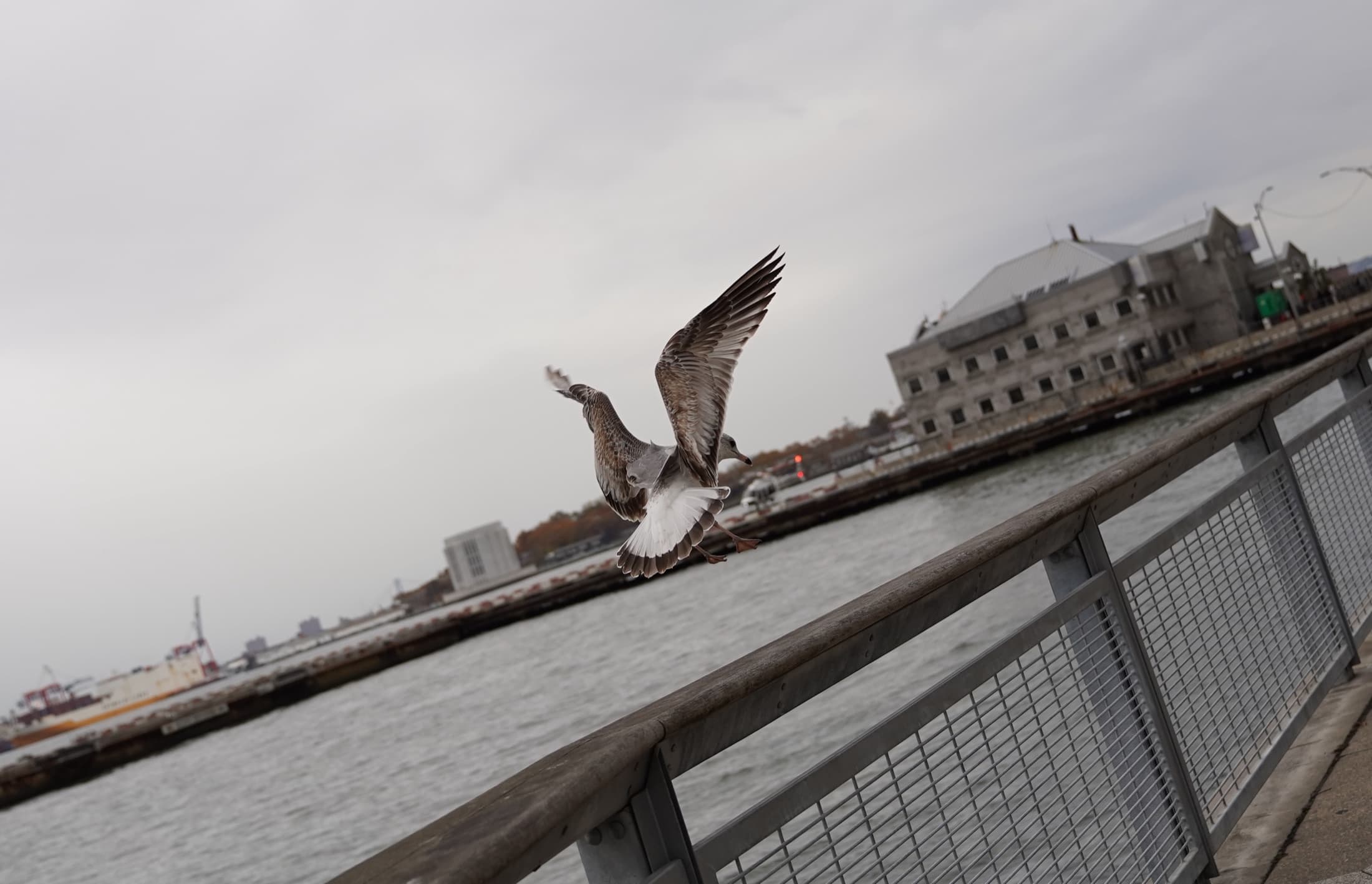 At the Water's Edge, New York, frame 10 of 11